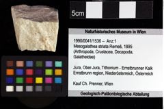 Foto (Objket + Etiketten) von Decapoda indet. 